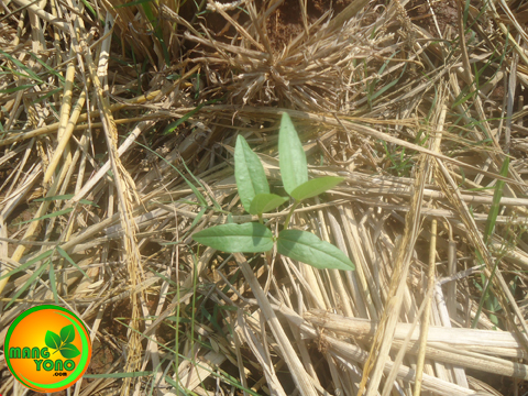 Cara menanam kacang Hijau di sawah bekas tanaman padi ( Bagian 2 )