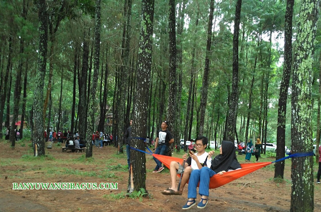 Hutan Pinus Songgon, lokasi selfi terbaru di Banyuwangi.
