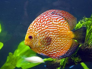 Ikan Discus dan Jenis Ikan Discus Termahal