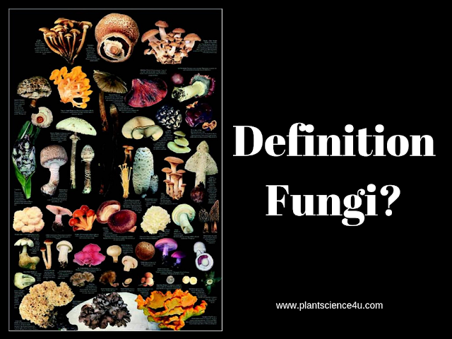 Definition of Fungus in Biology