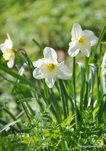 UK Daffodils