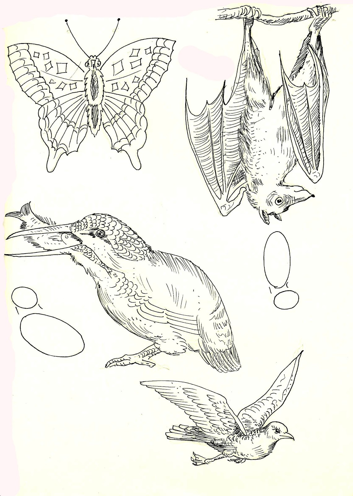 studentsdrawing: ANIMAL STEP BY STEP EASY OUTLINE DRAWING-BUTTERFLY