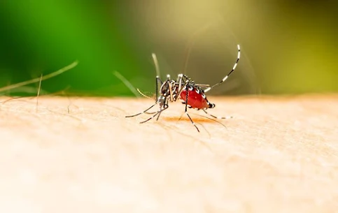 What Attracts Mosquitoes to Homes?