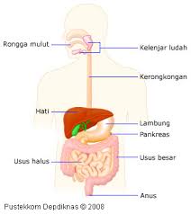  Sistem  Pencernaan  Pada Manusia Dan  Fungsinya 