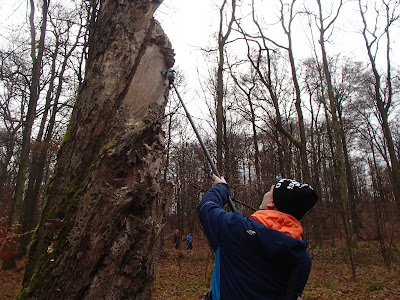 grzyby 2016, grzyby w grudniu, grzyby zimowe, grzybobranie w grudniu, grzyby w Lasku wolskim, grzyby w Krakowie, boczniak ostrygowaty Pleurotus ostreatus, uszak bzowy, płomiennica zimowa, zimówka