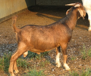 One of the few goats that gained weight during the last 14 day is this Kiko cross consigned by Bill Lowe