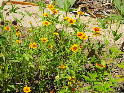 zinnias