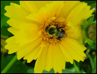 bee-coreopsis (3)