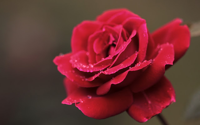 Flores Rojas - Red Flowers