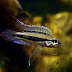 Ficha Apistogramma diplotaenia