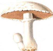 Mushroomone