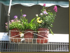 Potted Plants on a balcony