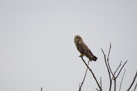 Short-eared Owl