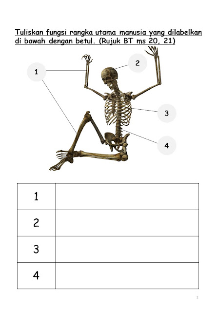 Sistem Rangka Manusia 2.1.1