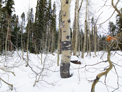 Same aspen trees in the snow, showing young shoots sprouting up