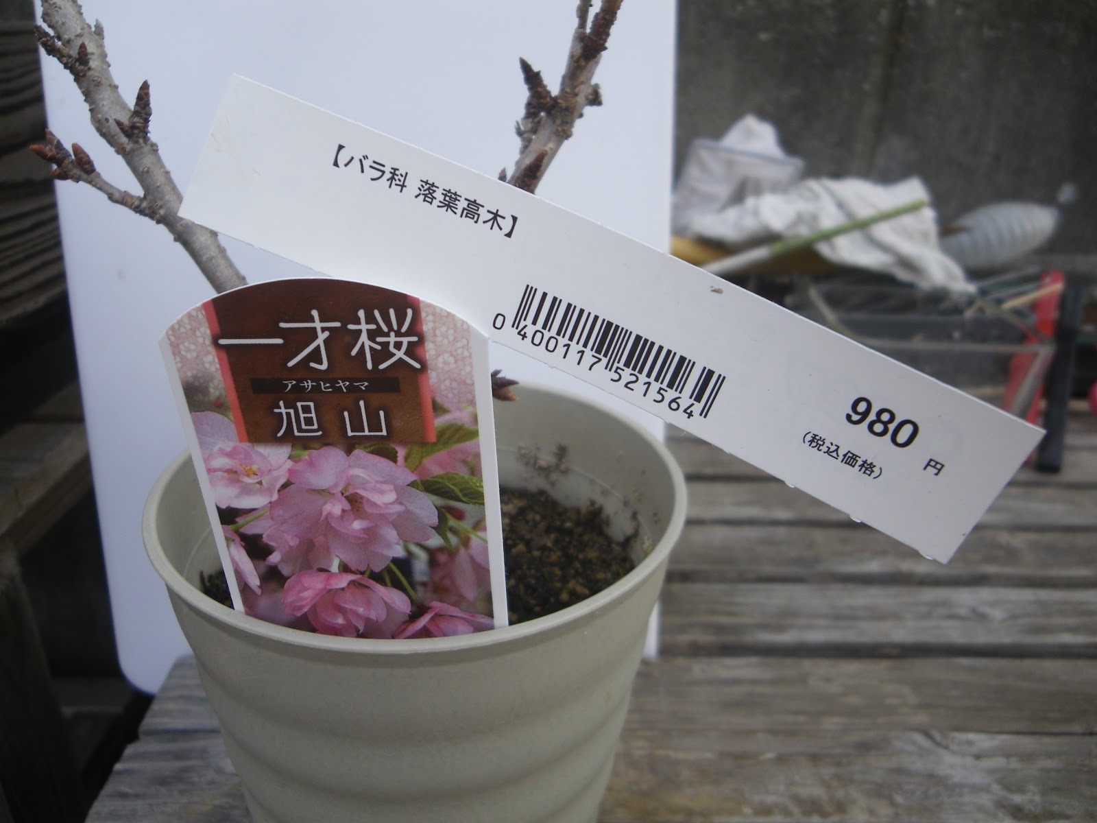 旭山桜 一才桜 を購入する前に 絶対に確認したいポイント メダカの大工