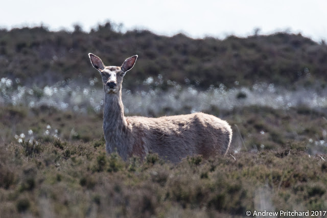 A doe stands watching from the safety of heather and cotton grass.