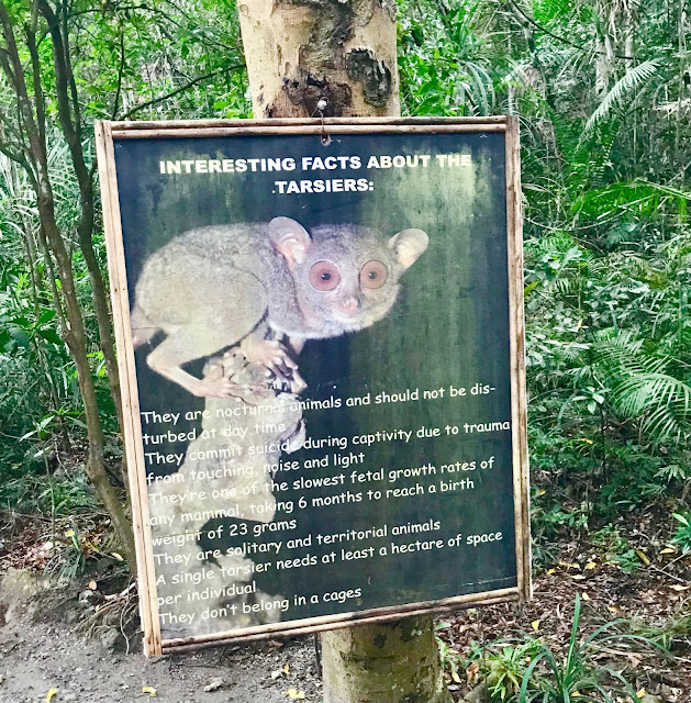 Interesting-Facts-About-Tarsiers