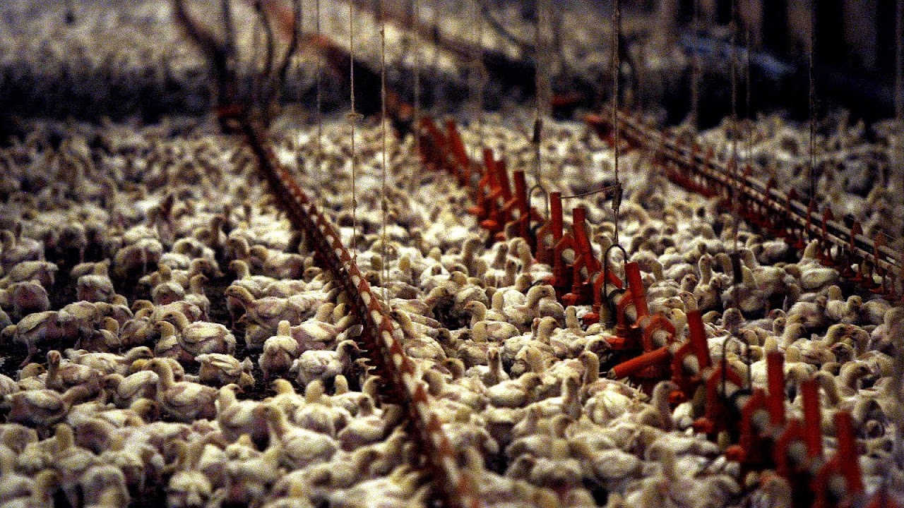 Intensive animal farming Chicken