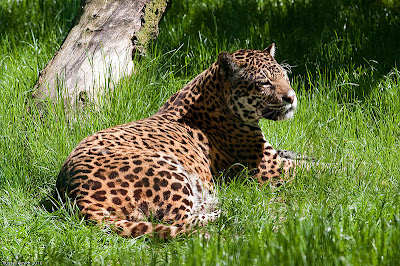 Foto Jaguar