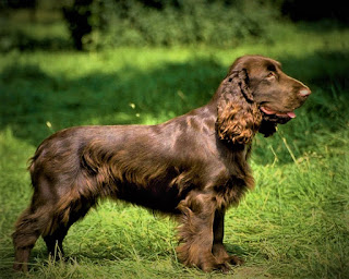 English Cocker Spaniel History Cocker Spaniel is a breed widely known all over the world, and in England, these dogs have been known since the early Middle Ages. Cute animals, which now act as companions, in those distant times were mainly used during hunting woodcocks and other birds.  However, some monarchs loved their spaniels so much that they were seen primarily as companions, not parting with them either in bed or at council meetings - this was famous King Charles ll. He even issued a special law that allowed the appearance of a spaniel in any government agency. Despite the fact that other dogs were strictly forbidden to enter such places.  By and large, the English Spaniel is not much different from its fellow - American Cocker Spaniel. In fact, many people are interested in what the difference is, and this can be given the only unambiguous answer - size. In fact, the same breed developed in England and America since the early 20th century, however, American breeders grew smaller dogs, while the British were noticeably larger.  At the same time, both in the 4th and in the 4th, it was possible to find puppies of different sizes, and it was considered normal. Even Shakespeare can be found mentioning Cocker Spaniels of different sizes.  However, in 1930, international organizations still decided to divide these dogs into two separate breeds. Moreover, the division of spaniels into many different types appeared only in the late 19th century. Although up to this point they were mostly divided into terrestrial and aquatic. English Cocker Spaniel, by the way, refers to terrestrial.  In addition to size, American Cocker Spaniels around the 30s of the last century have acquired other characteristics. In particular, they were dogs with a shorter snout, a more rounded skull, and a denser cover of wool, so in 1935 breeders in England and the U.S. decided to separate them.  However, the American Kennel Club supported this decision only in 1946 - immediately after the Second World War II. Accordingly, some were given the name of English Cocker Spaniels, while others began to be called - American Cocker Spaniel. Moreover, each of the varieties is very popular in their country and today is included in the list of the most sought-after breeds.   Characteristics of the breed popularity                                                           06/10  training                                                                09/10  size                                                                        02/10  mind                                                                     09/10  protection                                                          06/10  Relationships with children                         09/10  dexterity                                                             07/10    Breed information country  England  lifetime  13-16 years old  height  Males: 38-41 cm Bitches: 38-41 cm  weight  Males: 12-15 kg Suki: 12-15 kg  Longwool  Average  Color  dark red, light red, black with white, black  price  200 - 850 $  Description The Cocker Spaniel is a strong, agile dog. The physique is strong, proportional, the limbs are medium, the muzzle is square, the ears are located low and covered with long and wavy hair. The head is round, with a pronounced transition from the forehead to the eyes, the chest is voluminous, the tail is short, the hair is long.  The color can be: dark red, light red, black with white, black.     Personality The breed of dogs English Cocker Spaniel - it is a friendly, kind, and sympathetic pet. They have an open character, and very much love people, and not only those with whom they live but also strangers. It can be said that these dogs as if by default are always happy, and very rarely succumb to sadness, and in combination with love for people, they immediately try to make friends with everyone and pass on to others a part of their mood.  Unhappy them can do a few things, and first, it is the absence of the hosts for a long time. In other words, the animal is extremely hard to endure a long separation from its owner, family, and therefore for a long time, it is better not to leave it alone. If you go on a long vacation as a family, it is better to take the dog with you, it is better than to leave it with friends. Roughness, injustice, beatings - the next factor.  The English Cocker Spaniel has almost no internal aggression, and in general, has a balanced and harmonious character. You can be sure that your pet will never start a quarrel with another dog in the park and will not cause ridiculous conflicts. English Cocker Spaniel needs long walks, physical activity, and games, if he does not get these things, he spoils not only the character but also the appearance.  The dog will start to gain excess weight and turn into a little capricious and perhaps even destructive (when no one is at home) animal, which can serve as a decoration of the sofa. To date, for hunting these dogs are practically not used, and perform only the role of companions, good friends for the whole family.  Therefore, do not hope that starting a Cocker Spaniel in a private house, he can be a watchman and warn about the approach of danger in the form of a man - on the contrary, most likely, he does not recognize the intruder, and will run up to him wagging his tail, waiting for yummy. That is, the dog can bark at foreign noises, etc., but you have to understand that the people in her mind are not a threat, and it does not have the genetic roots of the guard of the territory, such as that of the Caucasian Shepherd.  Despite all the love for their owners, on an affectionate and kind character, sometimes the breed can appear stubborn. This is due to the fact that sometimes the dog sees no reason to perform the command, and wants to act in his own way. There is no panacea here other than teaching obedience.  The English Cocker Spaniel is a smart animal that understands the person well, recognizes the changes in the mood of the hosts, and can be used not only as a companion for the average person but also as a companion for a person with disabilities. Children are perceived well like to spend time with them, if the child is too small (up to 5 years), it is better not to leave the dog alone. Just in case, it is not clear how the dog can react if the child wants to climb into his mouth or put his finger in his ear.     Teaching Breed English Cocker Spaniel in general is well-trained and even needs it, as it will make the life of the dog more diverse, develop its internal qualities and form a more correct character. In addition, the intelligence of the spaniel also needs food. Since these pests have a very soft, friendly, and affectionate character, rigid methods of training them are better not to apply.  On the contrary, be also gentle, kind, flexible, and harmonious host, who has a good sense of humor, is always patient, and if he shows strict treatment, he never overreacts and is always fair.  Be sure to train your dog on basic commands, and make sure that it comes at your request. Since the spaniel is a smart dog, you can train it and more complex commands, and even attract specialists for this purpose, creating a guide dog, and an assistant to a person with disabilities.     Care English Cocker Spaniel has a long coat, which should be combed at least 2 times a week, and better 3. Some owners take their pets to the groomer (dog hairdresser), or cut them themselves, while others are limited to regular combing and combing of wool.  They buy the animal once a week, their eyes are cleaned daily, ears are cleaned about 2-3 times a week, and they are examined after walking for objects of plants or insects stuck in the wool. The claws are trimmed three times a month.     Common diseases English Cocker Spaniel, like most dog breeds not devoid of certain health problems, including:  eye problems - spaniels are prone to various eye problems, including progressive retinal atrophy, cataracts, glaucoma, and eye abnormalities; hip dysplasia; renal failure - it occurs at a young age (from 9 to 24 months) and is considered hereditary; congenital sensorineural deafness is a condition that currently occurs only in multicolored English cocker spaniels. This condition is present at birth in affected puppies with hearing degeneration, progressing to deafness by the age of 4 weeks; dilational cardiomyopathy.