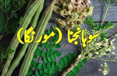 Moringa tree benefits in Urdu سوہانجنا