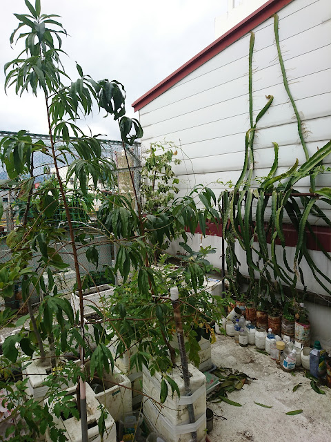 水蜜桃，寒害，觀察Juicy peach, cold damage, observation
