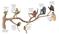 Pohon Evolusi