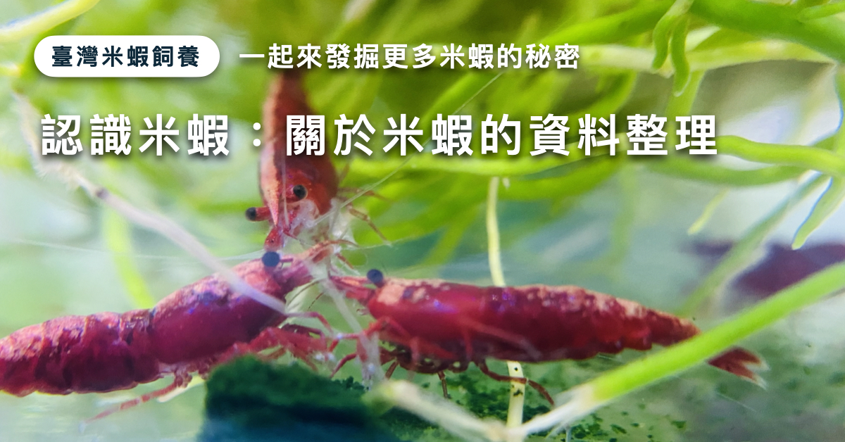 認識米蝦：關於米蝦的資料整理