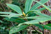 Pacific Rhododendron