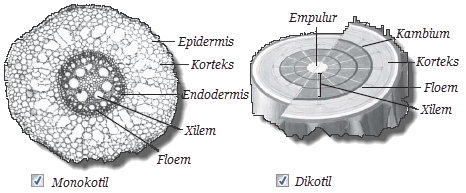 perbedaan batang tumbuhan dikotil dan monokotil