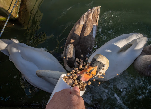 Photo of the swan family being fed on Sunday