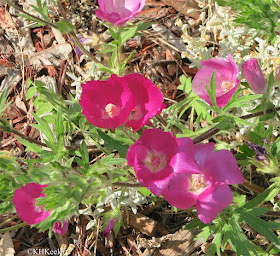 purple poppy mallow, Callirhoe involucrata