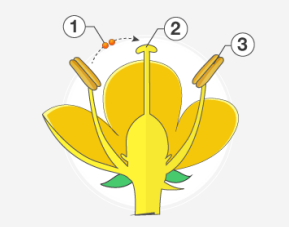 Importance of Pollination in Forest Genetics-- Self-pollination