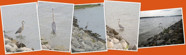 View The Great Blue Heron