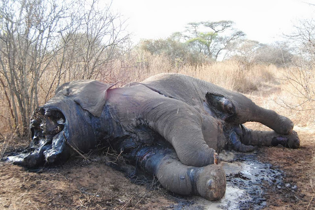 Tusks removed from a bull elephant killed by poachers