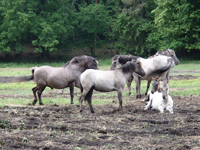 Mazury, żeglowanie, Popielno, stacja PAN, Bełdany, konik polsi, hodowla zachowawcza, tabun