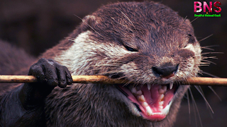 Otter pictures wallpaper free download mobile wallpaper