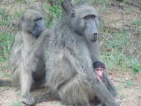 Babuinos. Parque Nacional Kruger