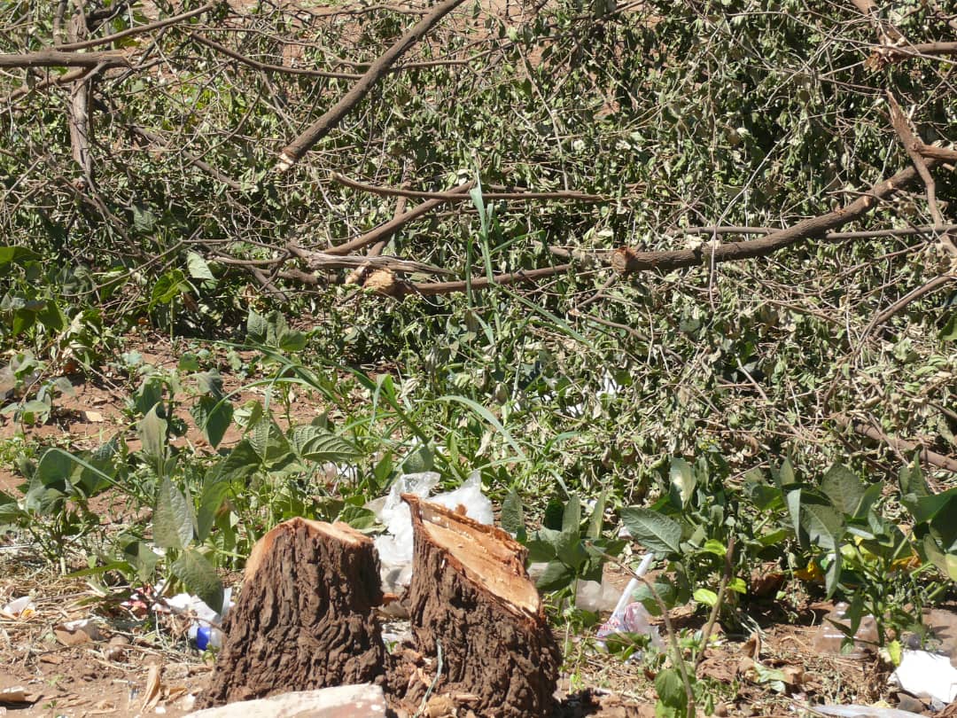 Council workers chop down trees in Kuwadzana, City of Harare, Kuwadzana Press,