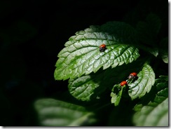 ladybugs