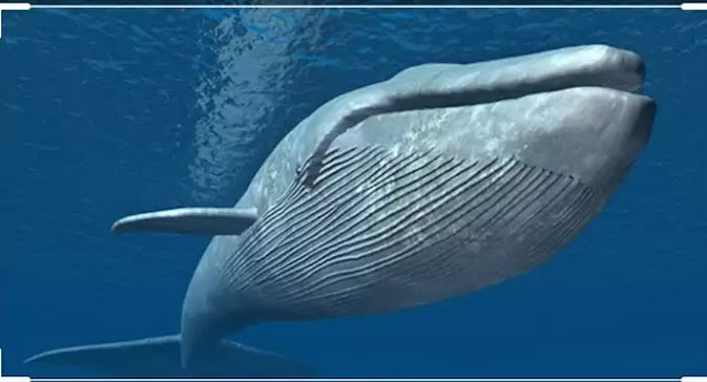 Facts blue whale