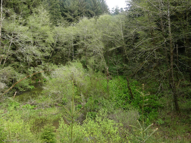 17: trees bending inward over skunk cabbage