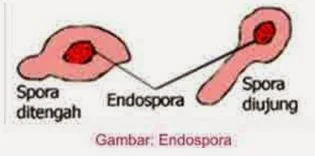 endospora clostridium