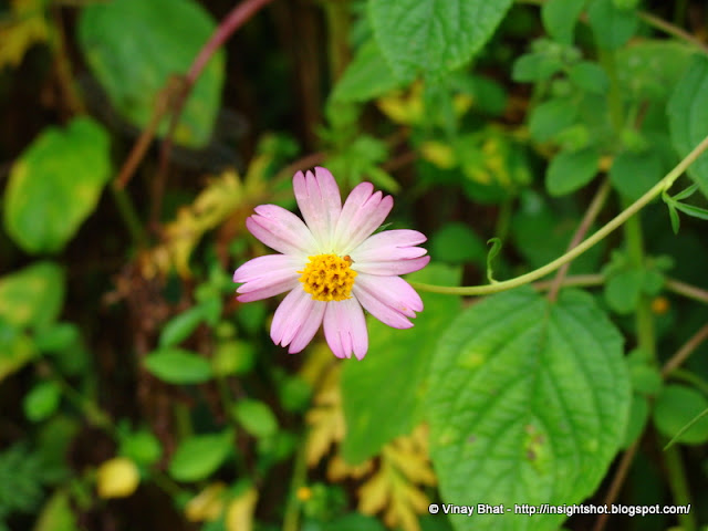 Small flower