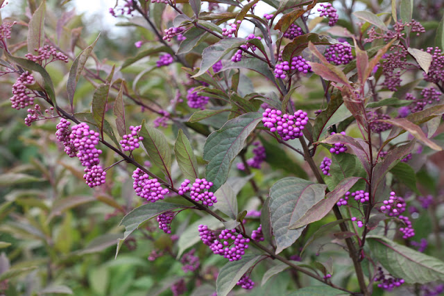 Purple Pearls beautyberry from Proven Winners ColorChoice