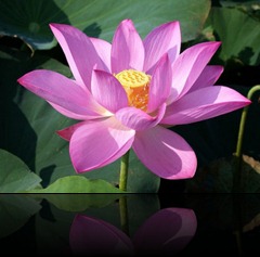Nelumbo.nucifera-1