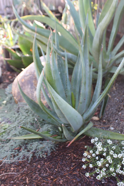 Aloe castanea