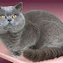 Mengenal Kucing British Shorthair, Ras Kucing Tertua Harga Istimewa