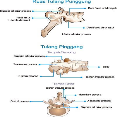 tulang punggung